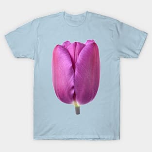 Tulipa  &#39;Purple Flag&#39;    Triumph Tulip T-Shirt